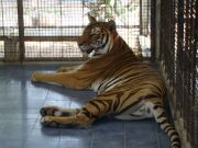 tiger zoo